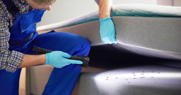 Reliable Canyon, TX Pest Control Solutions