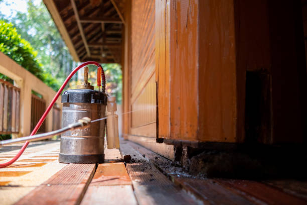 Best Wasp Removal Services  in Canyon, TX